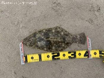 ヒラメ