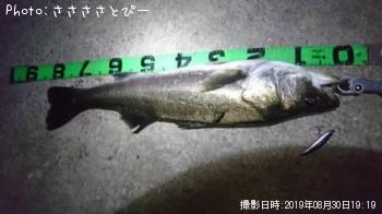 シーバス