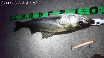 シーバス