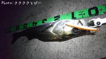 シーバス