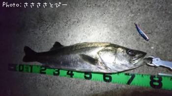 シーバス