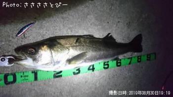 シーバス