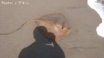 エイ