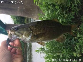 スモールマウスバス
