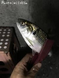 コノシロ