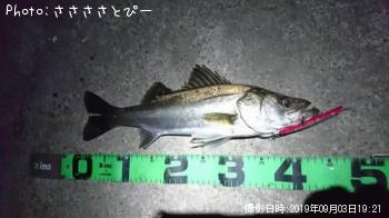 シーバス