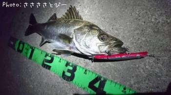 シーバス
