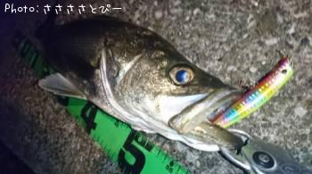 シーバス