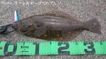 ヒラメ