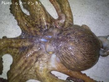 マダコ