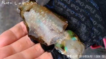 アオリイカ