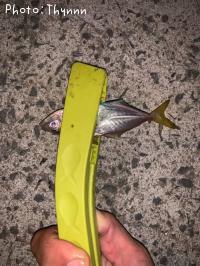 アジ