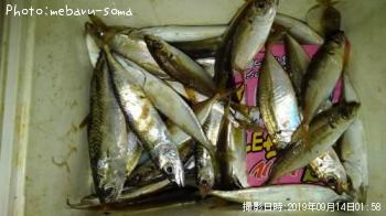 豆アジ