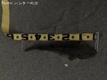 マゴチ
