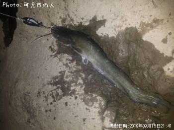 ナマズ