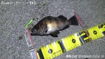 メバル