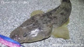 メバル