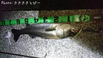 シーバス