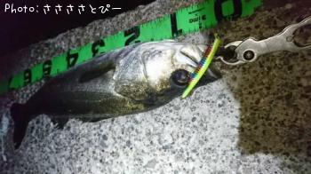 シーバス