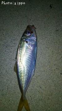 アジ