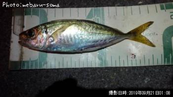 アジ