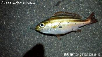 アジ