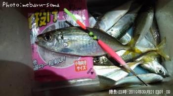 アジ