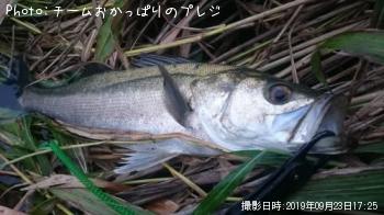 シーバス