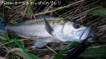 シーバス