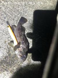 クロソイ