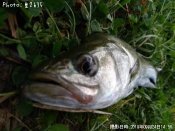 シーバス