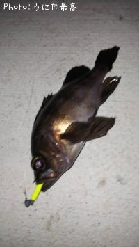 メバル