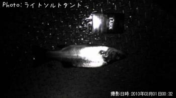 セイゴ