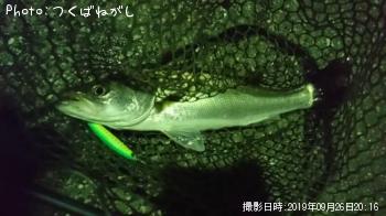 シーバス