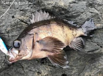 メバル