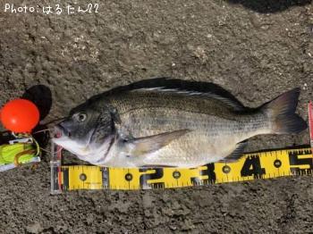 クロダイ