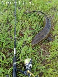 雷魚