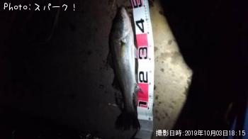 シーバス