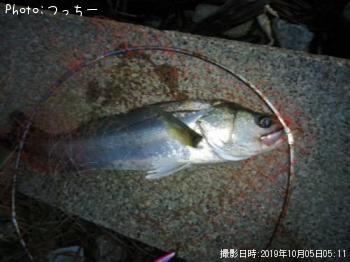 シーバス