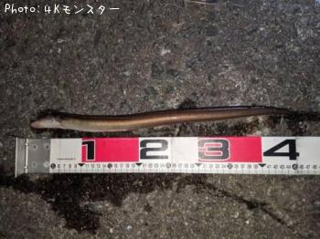 ʥ