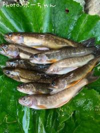 岩魚