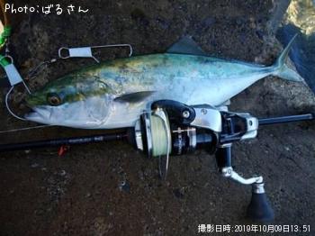 ハマチ