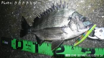 クロダイ
