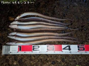 アナゴ