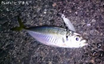 アジ
