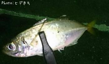 アジ