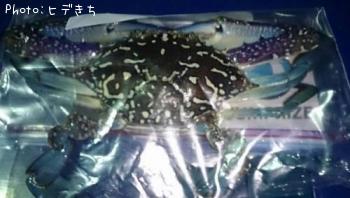 勵ꥬ