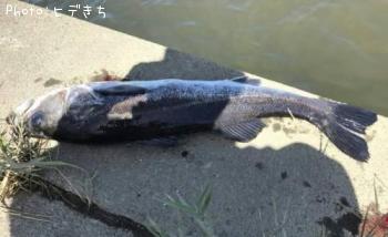 シーバス
