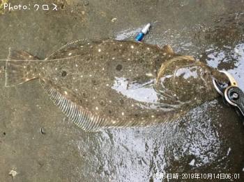 ヒラメ