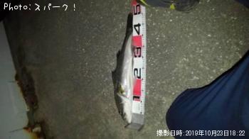 シーバス